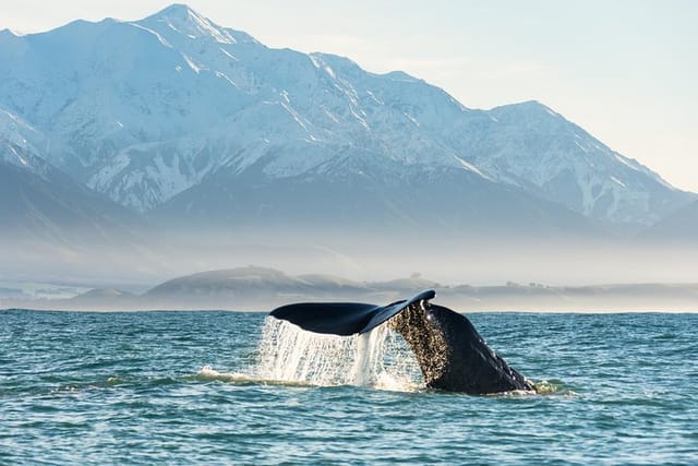 Whale watching in Winter